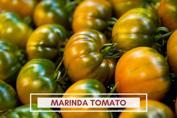 Marinda Tomato