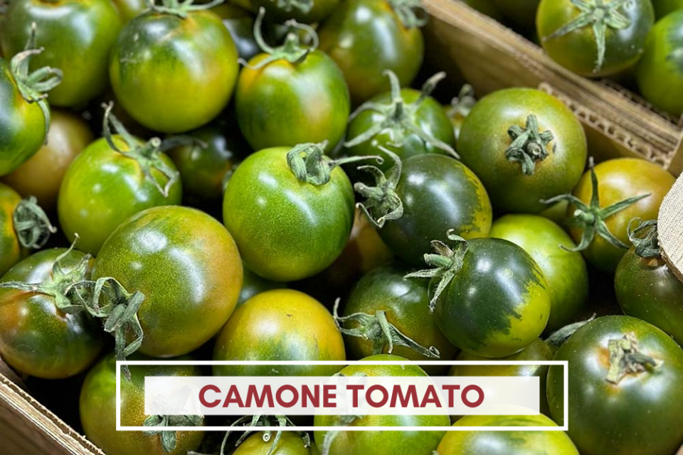 Camone Tomato