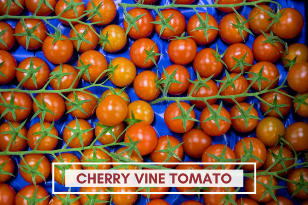 Cherry Vine Tomato