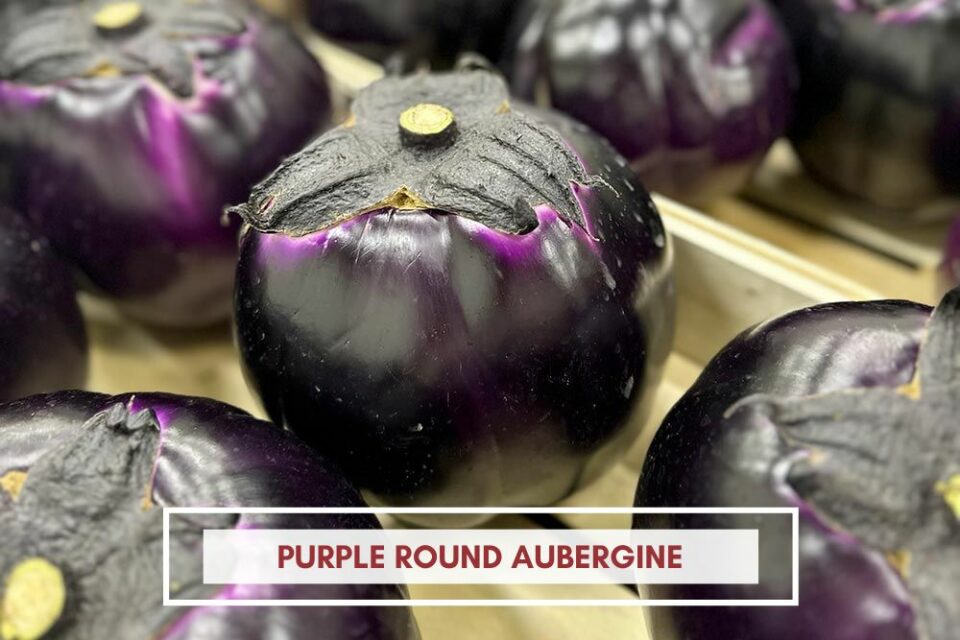 Purple Round Aubergine