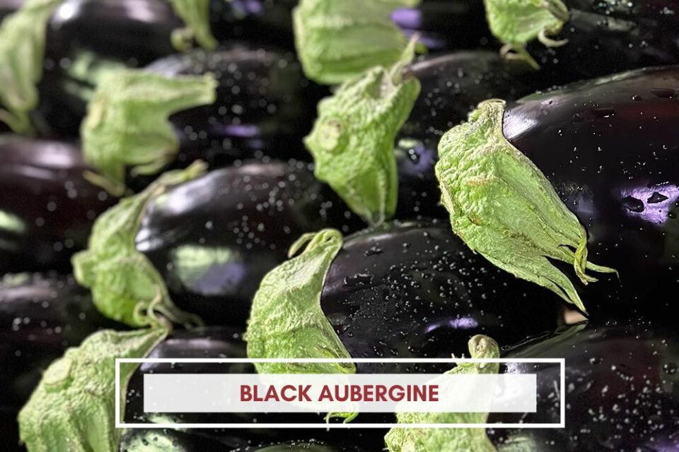 Black Aubergine