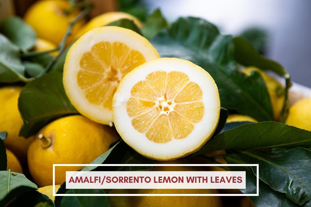 Amalfi Sorrento Lemon with leaves