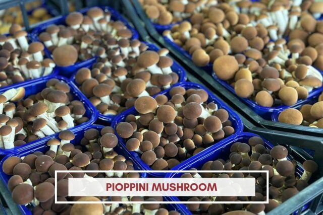 pioppini mushrooms