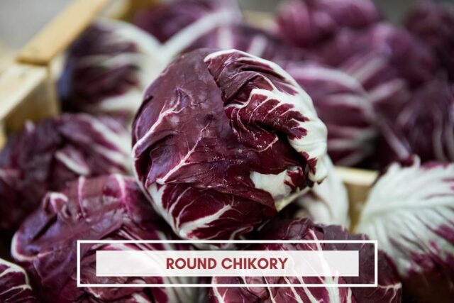 ROUND CHIKORY