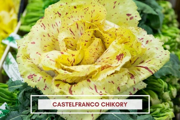 castelfranco chikory