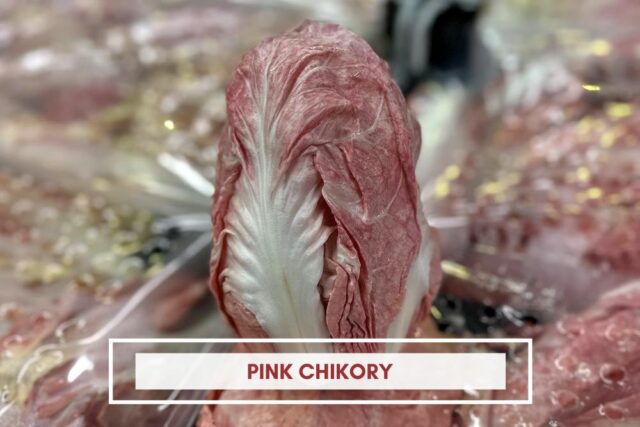 pink chikory