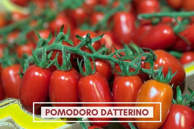 Pomodoro Datterino