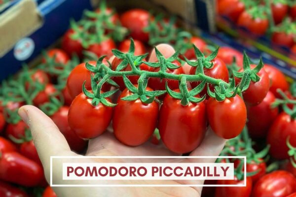 Pomodoro Piccadilly