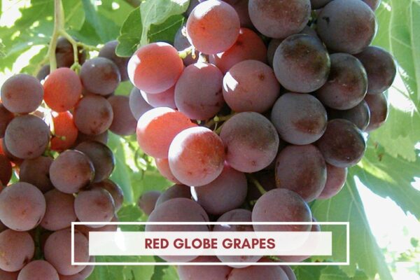 red globe grapes